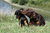 DOBERMANN 1075